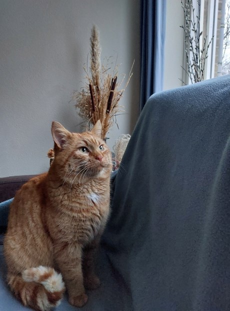 Kat Europese korthaar of huiskat