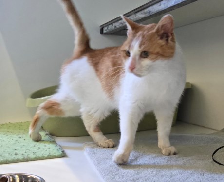 Kat Europese korthaar of huiskat