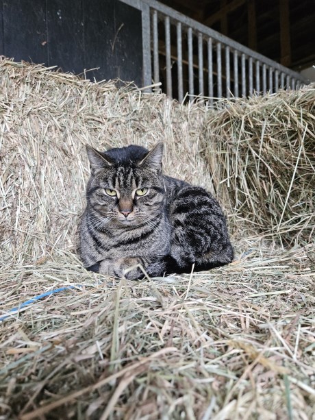 Kat Europese korthaar of huiskat