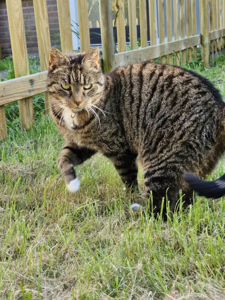 Kat Europese korthaar of huiskat