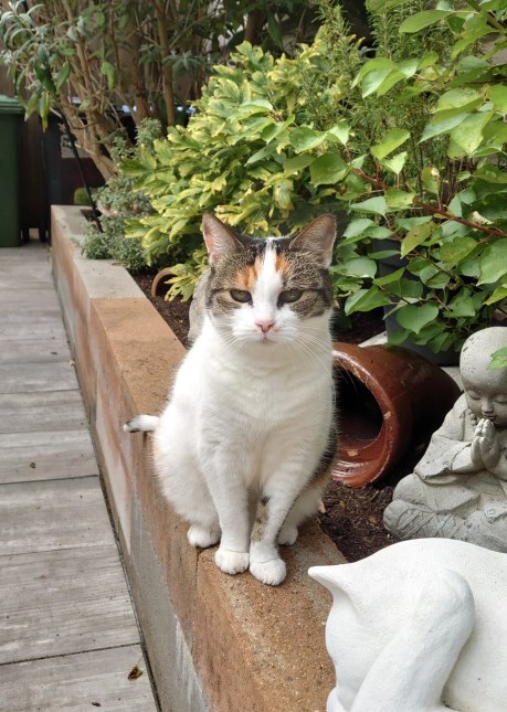 Kat Europese korthaar of huiskat