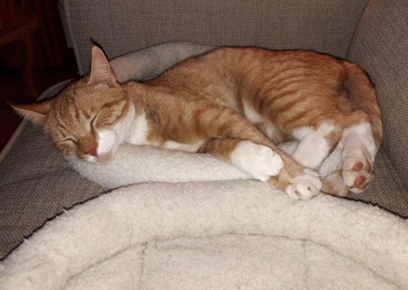 Kat Europese korthaar of huiskat