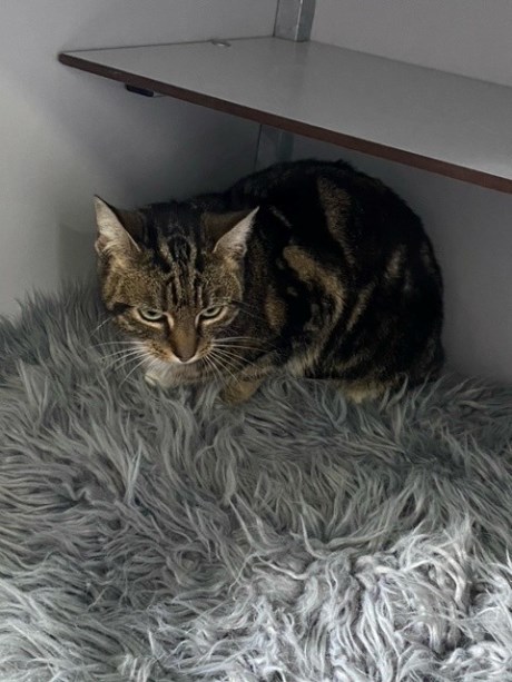 Kat Europese korthaar of huiskat