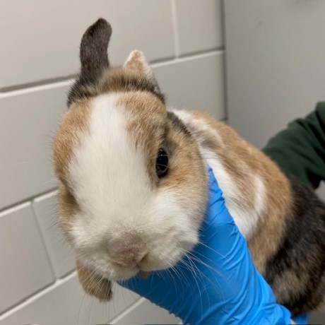 Knaagdier / Haasachtige Konijn