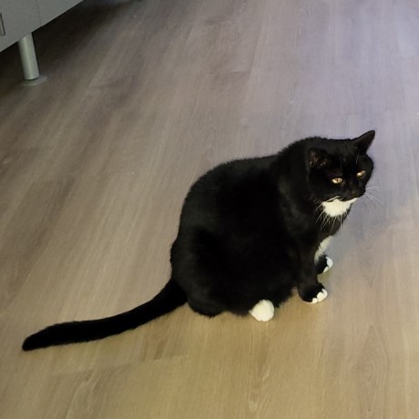 Kat Europese korthaar of huiskat