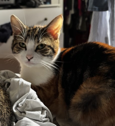 Kat Europese korthaar of huiskat