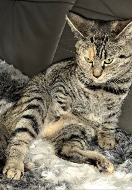 Kat Europese korthaar of huiskat