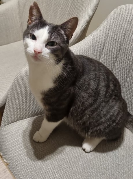 Kat Europese korthaar of huiskat