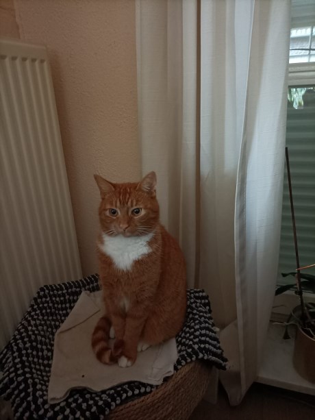 Kat Europese korthaar of huiskat