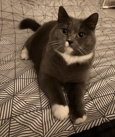 Kat Europese korthaar of huiskat