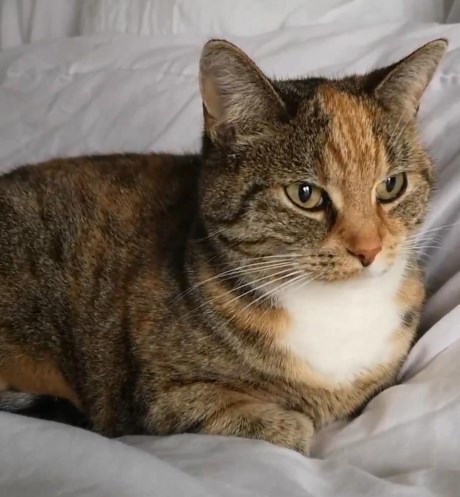 Kat Europese korthaar of huiskat