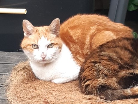 Kat Europese korthaar of huiskat