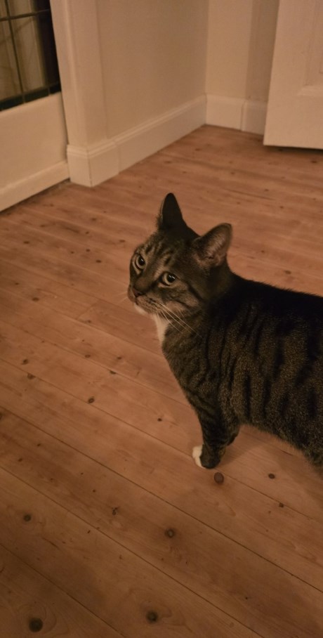 Kat Europese korthaar of huiskat