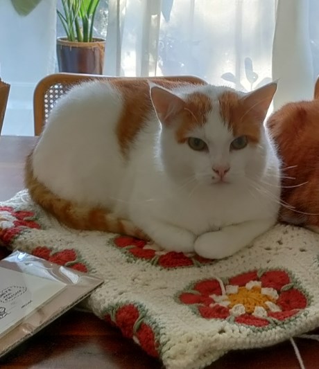 Kat Europese korthaar of huiskat