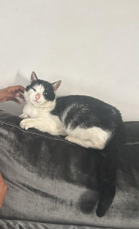 Kat Europese korthaar of huiskat