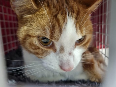 Kat Europese korthaar of huiskat