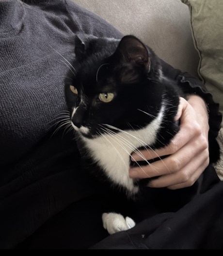 Kat Europese korthaar of huiskat