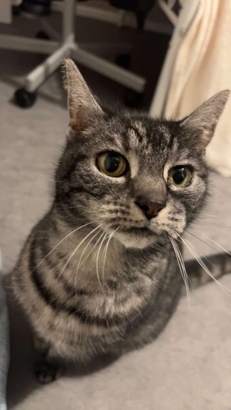 Kat Europese korthaar of huiskat