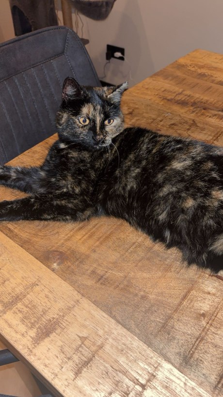 Kat Europese korthaar of huiskat