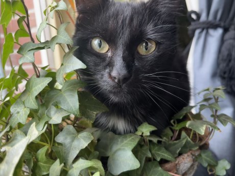 Kat Europese korthaar of huiskat