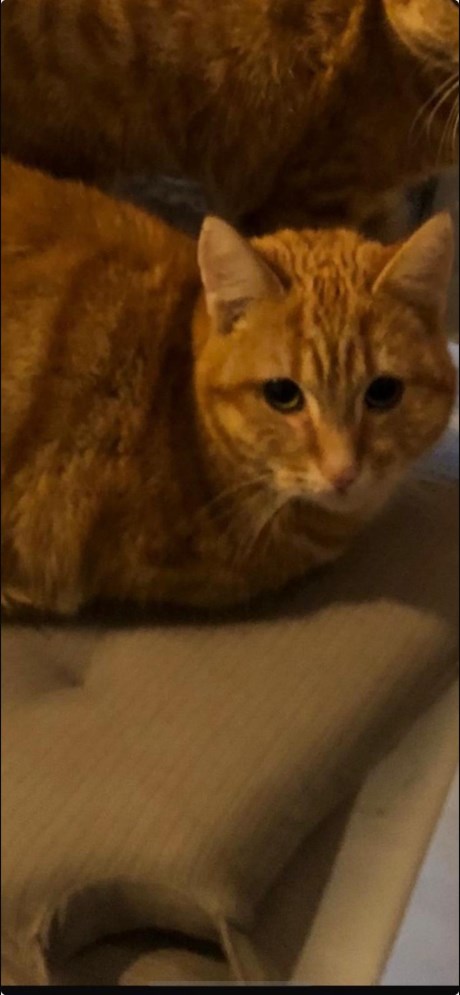 Kat Europese korthaar of huiskat