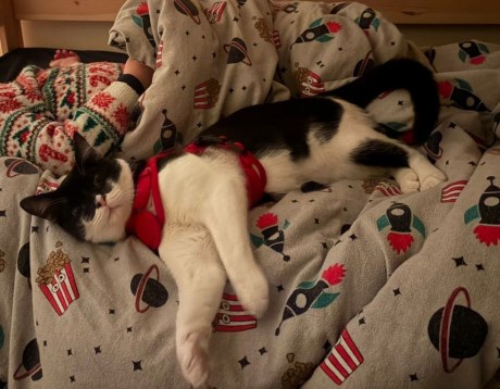 Kat Europese korthaar of huiskat