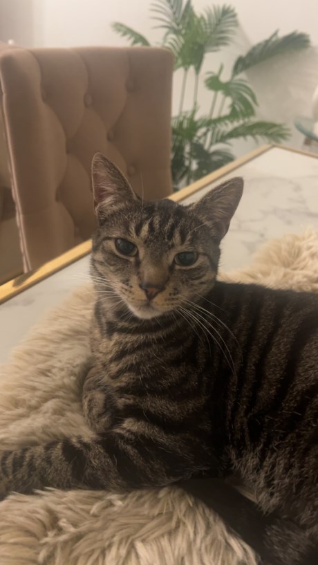 Kat Europese korthaar of huiskat