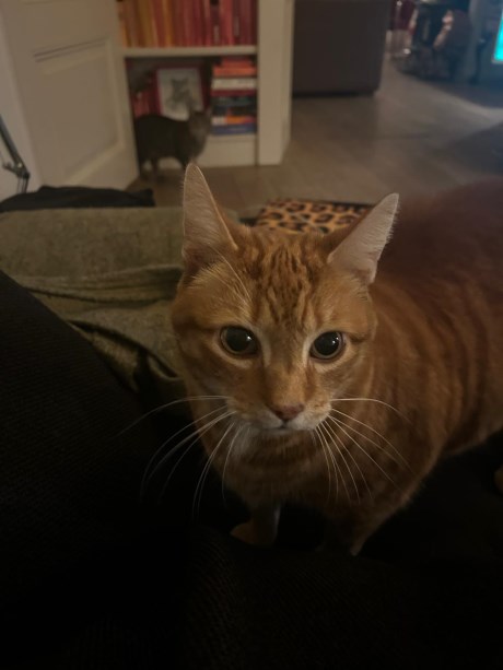 Kat Europese korthaar of huiskat