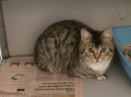 Kat Europese korthaar of huiskat