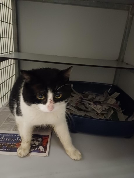 Kat Europese korthaar of huiskat