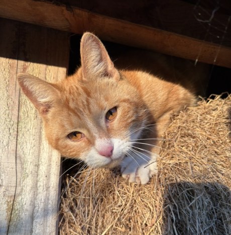 Kat Europese korthaar of huiskat