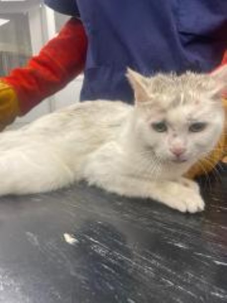 Kat Europese korthaar of huiskat