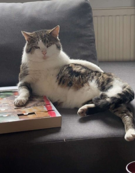 Kat Europese korthaar of huiskat