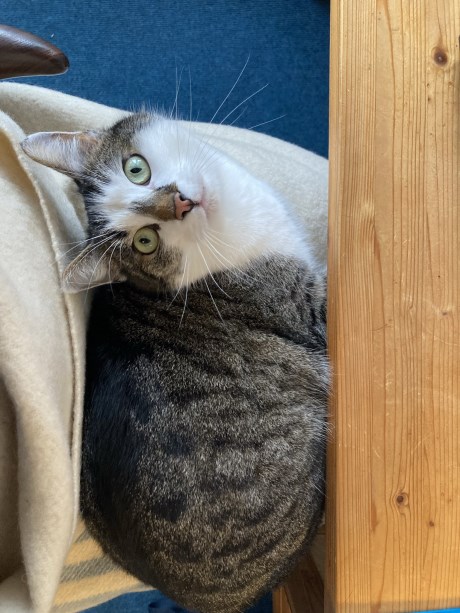 Kat Europese korthaar of huiskat