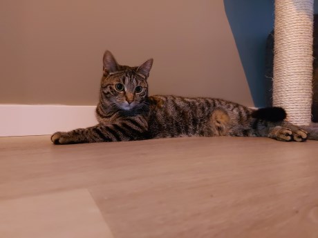 Kat Europese korthaar of huiskat