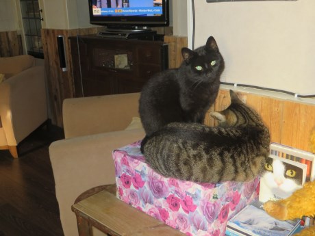 Kat Europese korthaar of huiskat