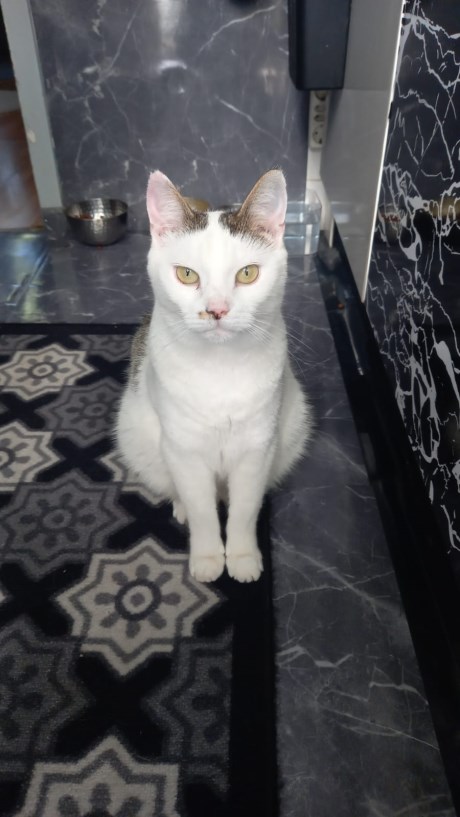 Kat Europese korthaar of huiskat