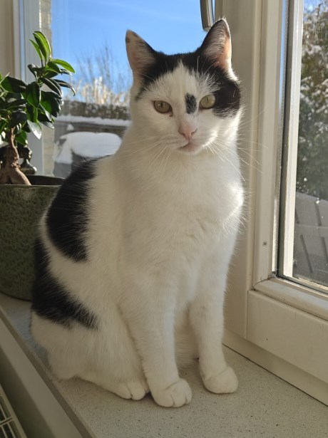 Kat Europese korthaar of huiskat