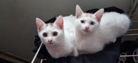 Kat Europese korthaar of huiskat