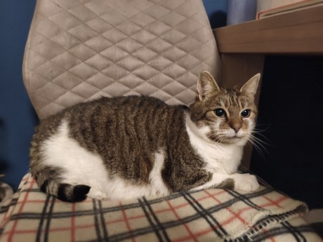 Kat Europese korthaar of huiskat