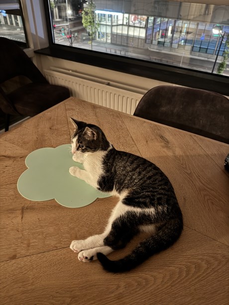 Kat Europese korthaar of huiskat