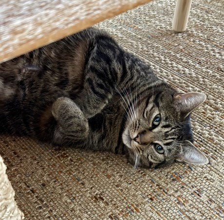 Kat Europese korthaar of huiskat