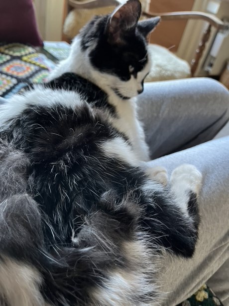 Kat Europese korthaar of huiskat