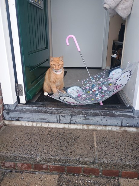 Kat Europese korthaar of huiskat