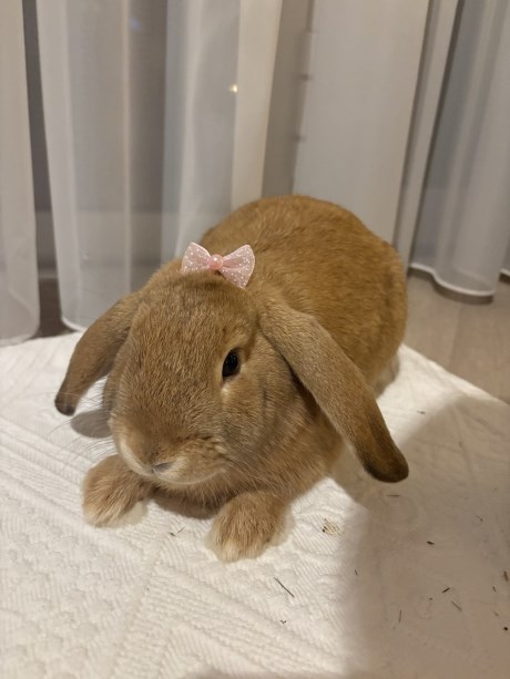 Knaagdier / Haasachtige Konijn