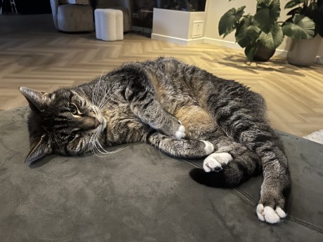 Kat Europese korthaar of huiskat