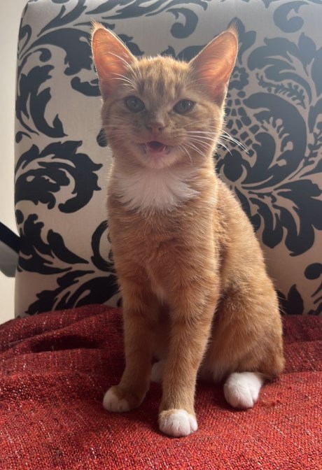 Kat Europese korthaar of huiskat