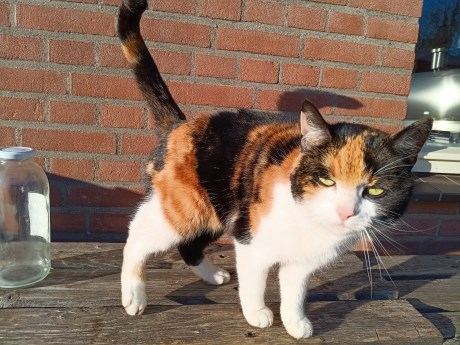 Kat Europese korthaar of huiskat