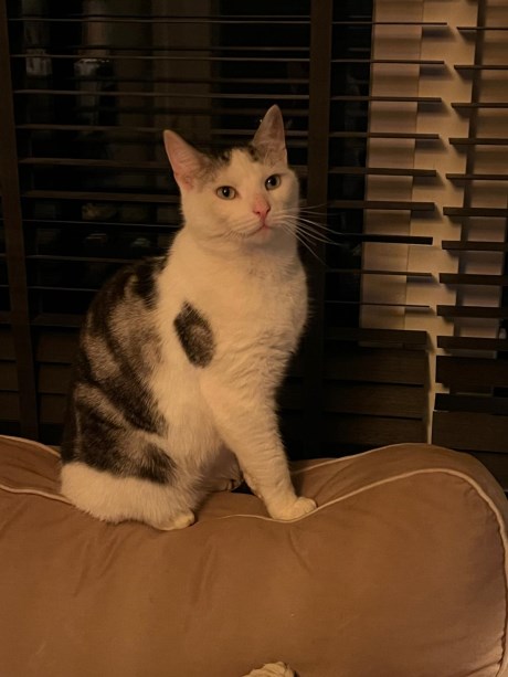 Kat Europese korthaar of huiskat