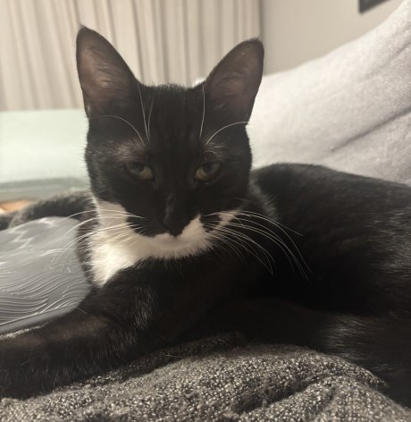 Kat Europese korthaar of huiskat